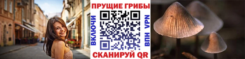 сайты даркнета как зайти  Слободской  Псилоцибиновые грибы Cubensis  наркота 